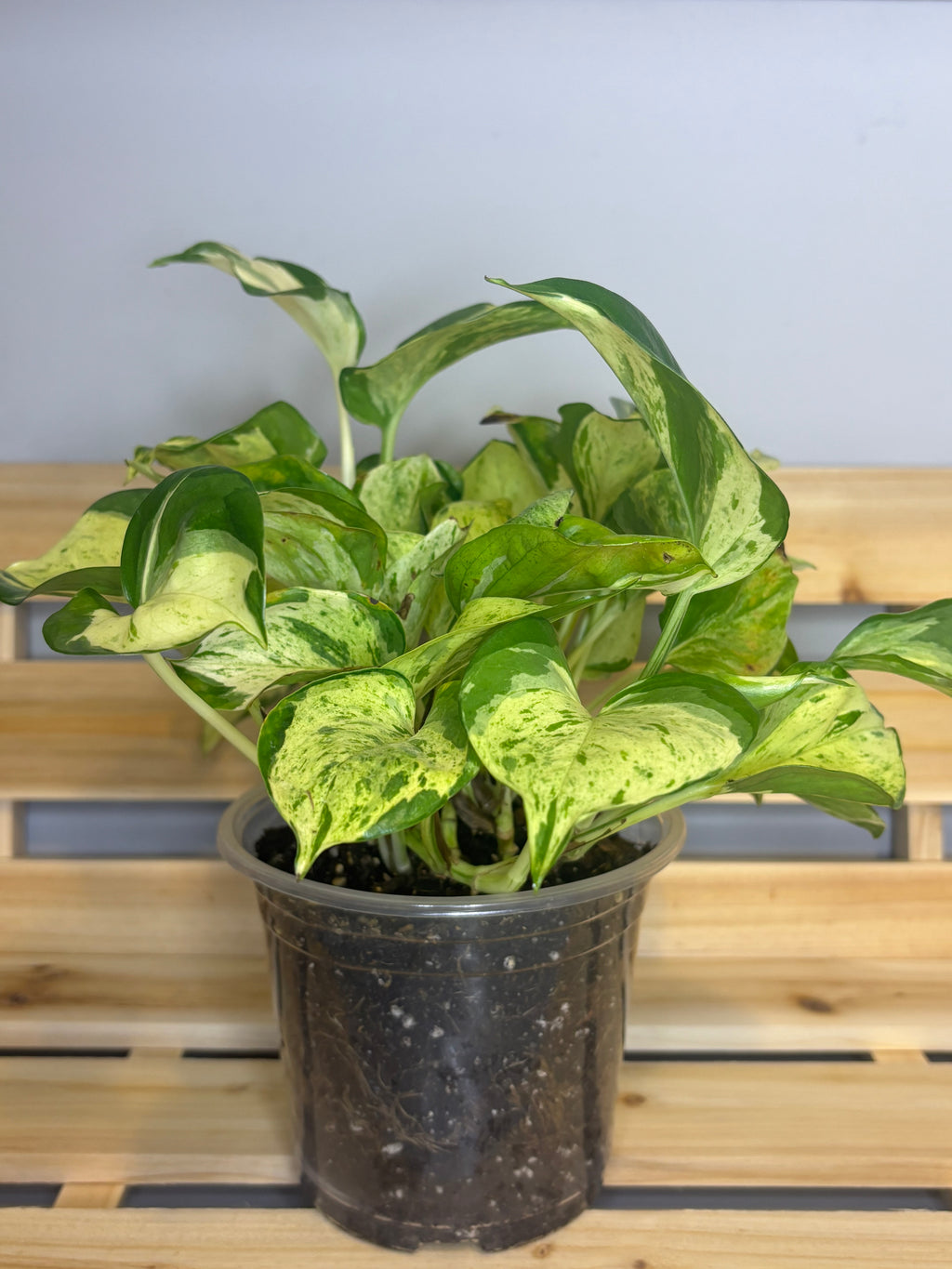 Manjula Pothos 5"