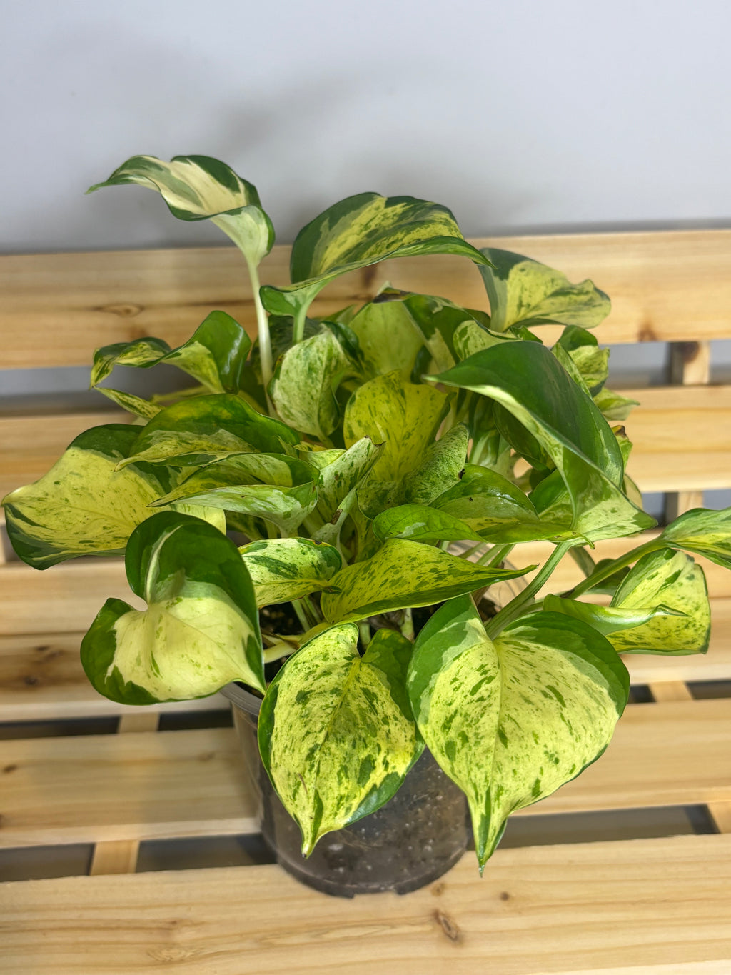 Manjula Pothos 5"