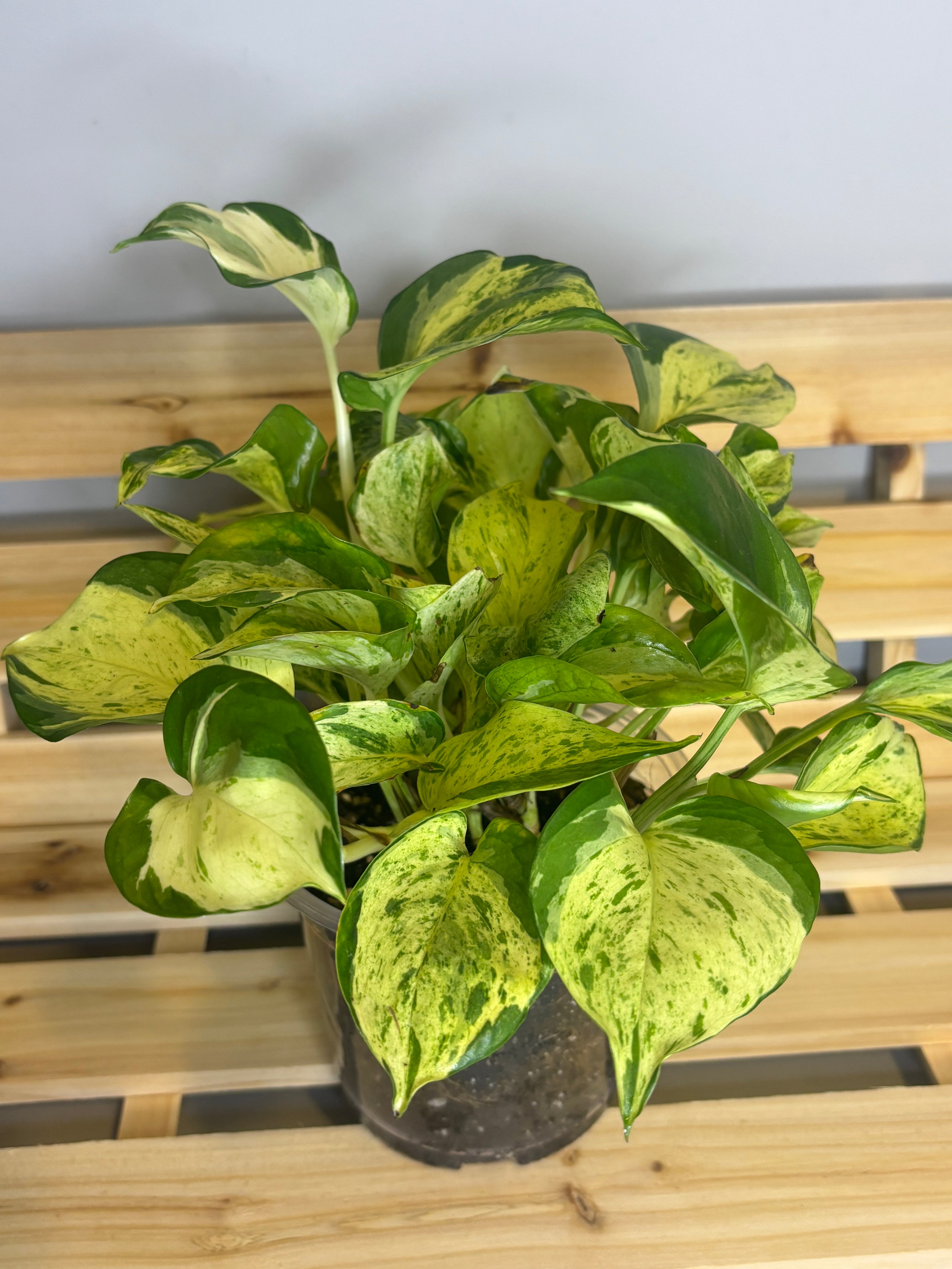 Manjula Pothos 5"