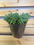 Burro's Tail/Donkey Tail Succulent 3.5"