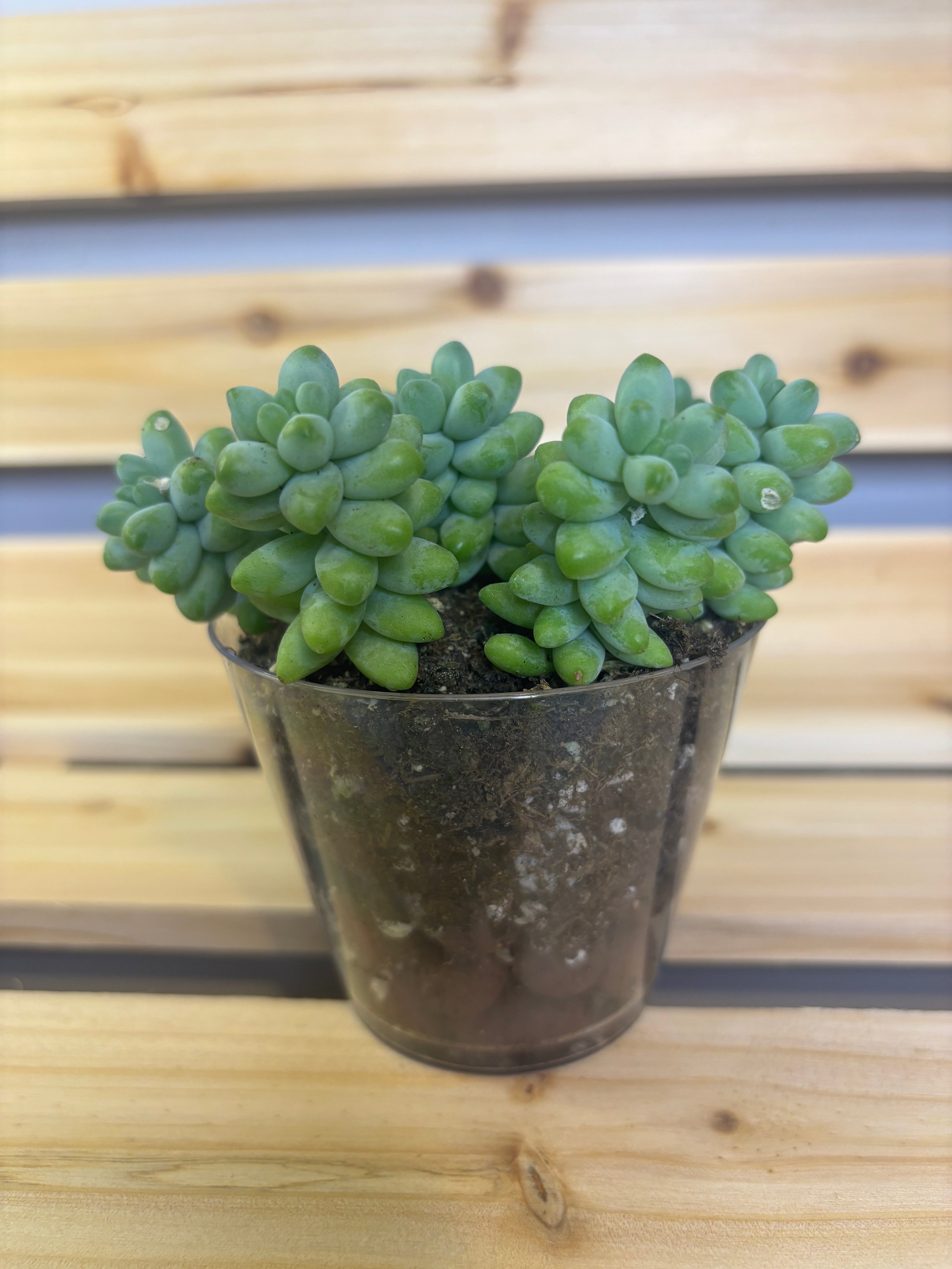 Burro's Tail/Donkey Tail Succulent 3.5"