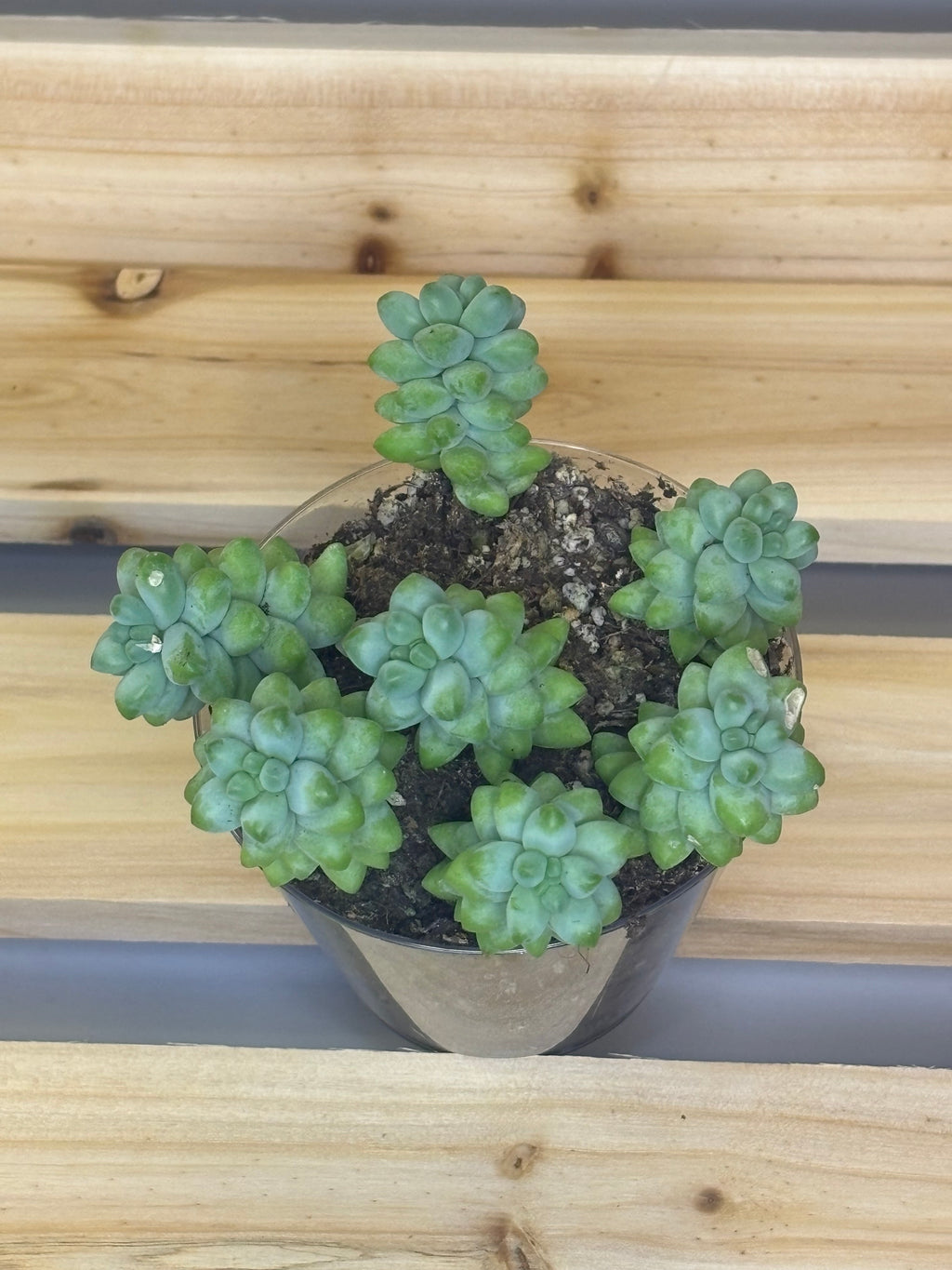 Burro's Tail/Donkey Tail Succulent 3.5"