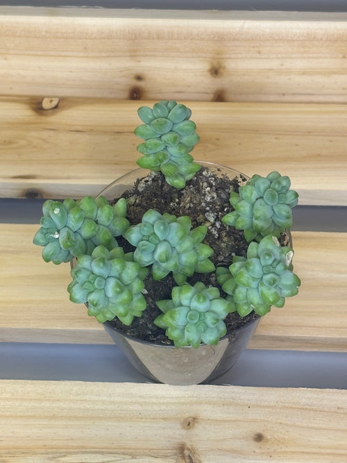 Burro's Tail/Donkey Tail Succulent 3.5"