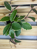 Hoya carnosa ‘Flamingo Dream’