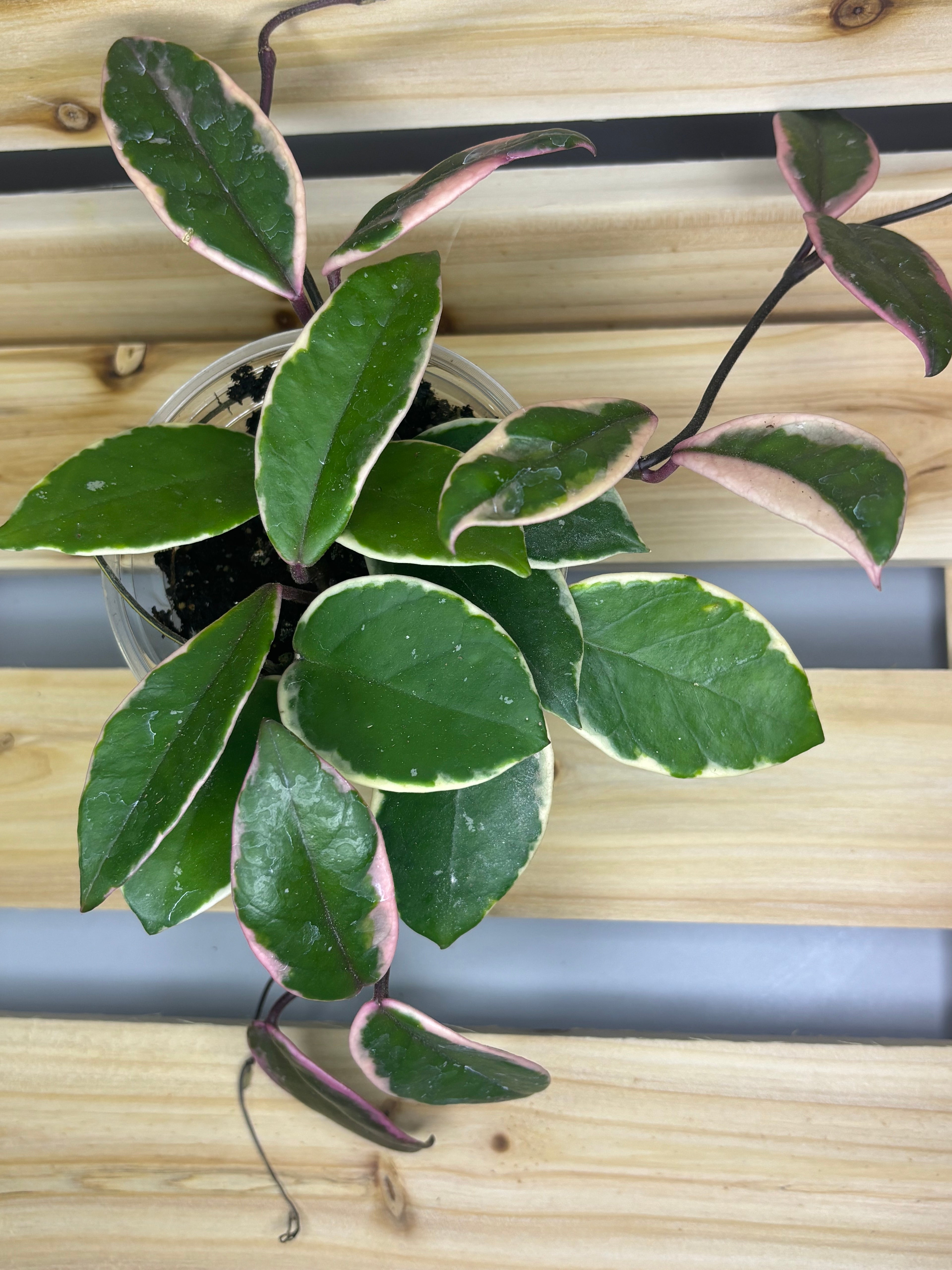 Hoya carnosa ‘Flamingo Dream’