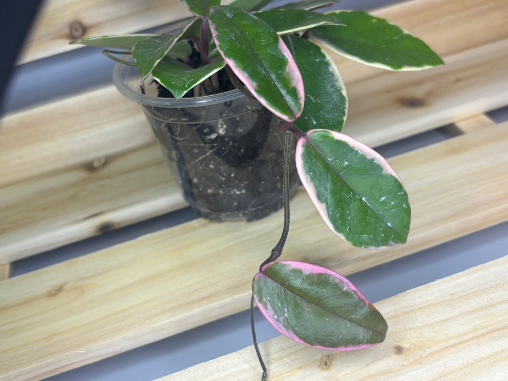 Hoya carnosa ‘Flamingo Dream’
