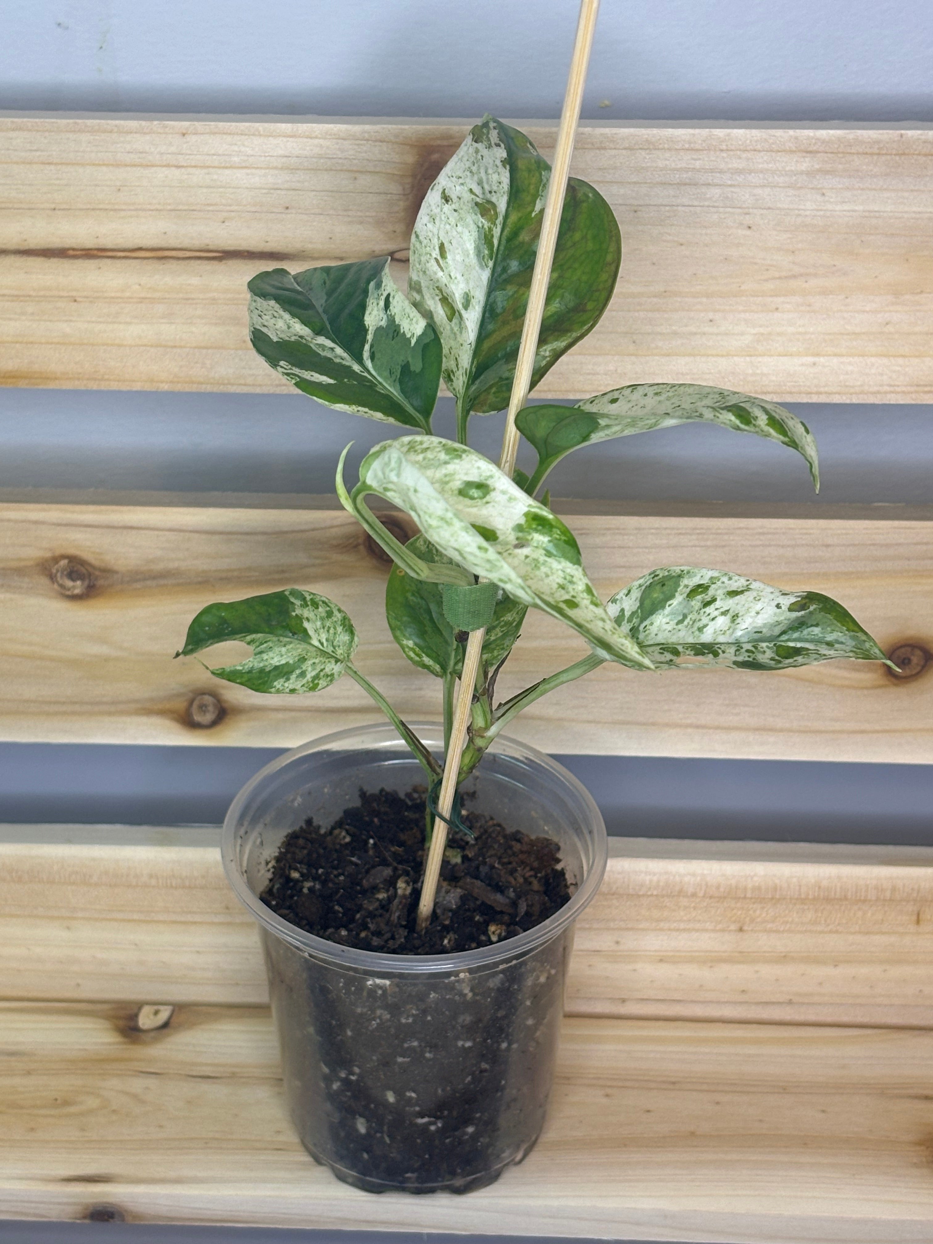 Epipremnum pinnatum ‘Marble’