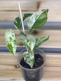 Epipremnum pinnatum ‘Marble’