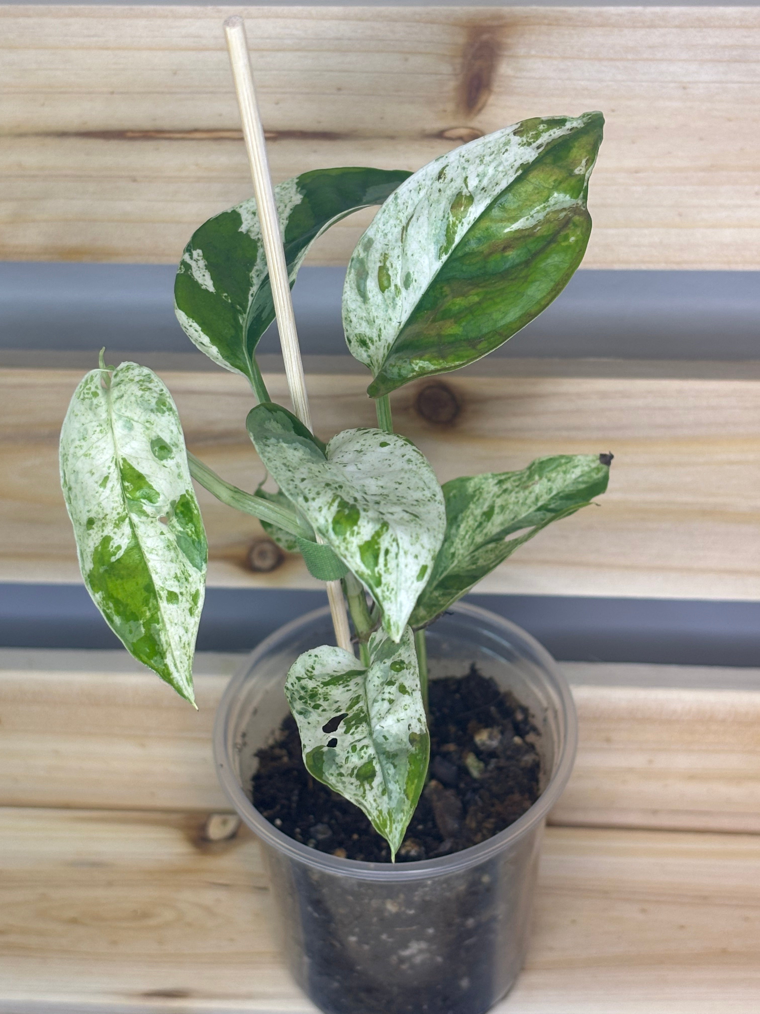 Epipremnum pinnatum ‘Marble’