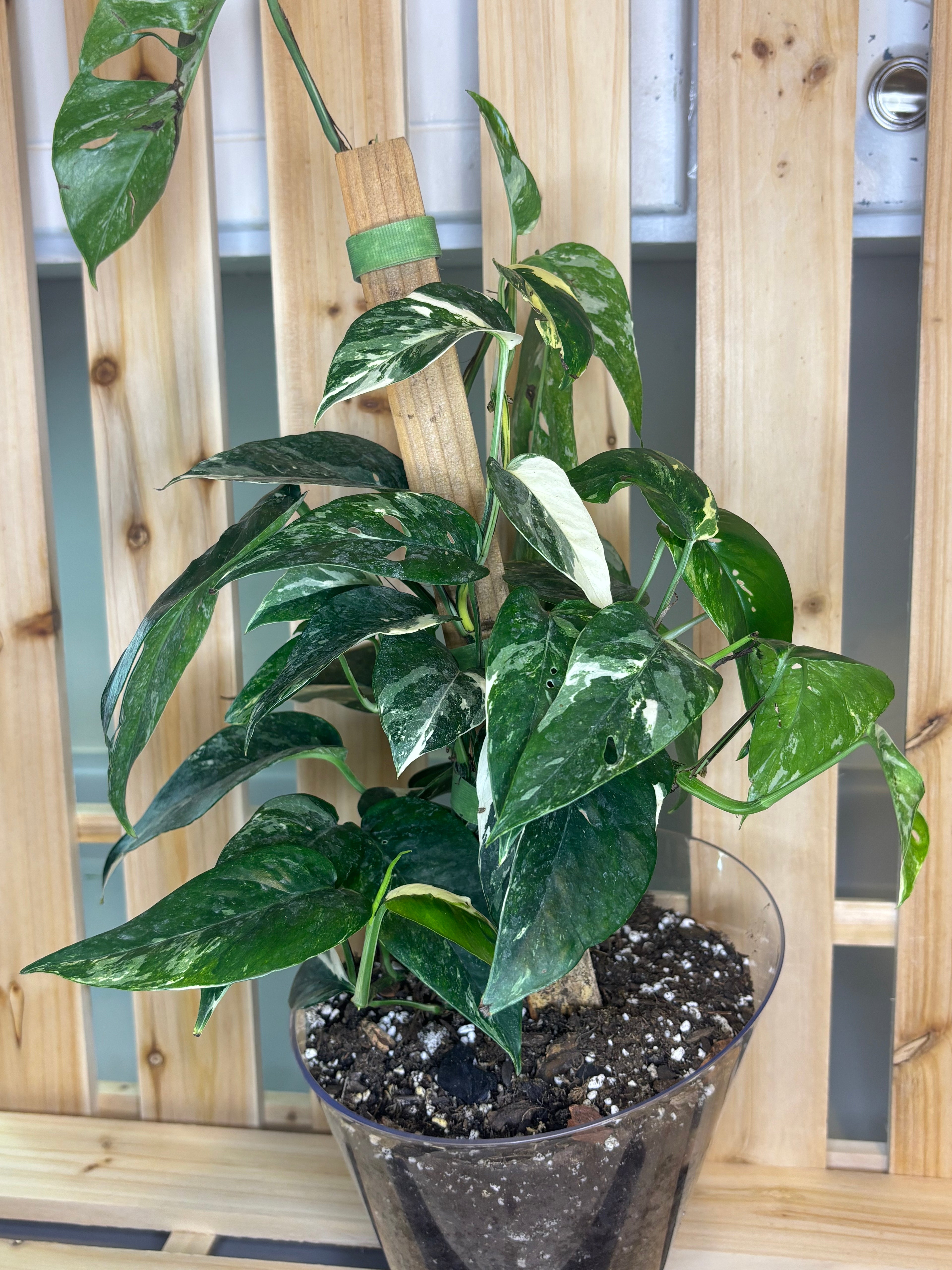 Epipremnum pinnatum ‘Albo-Variegata’