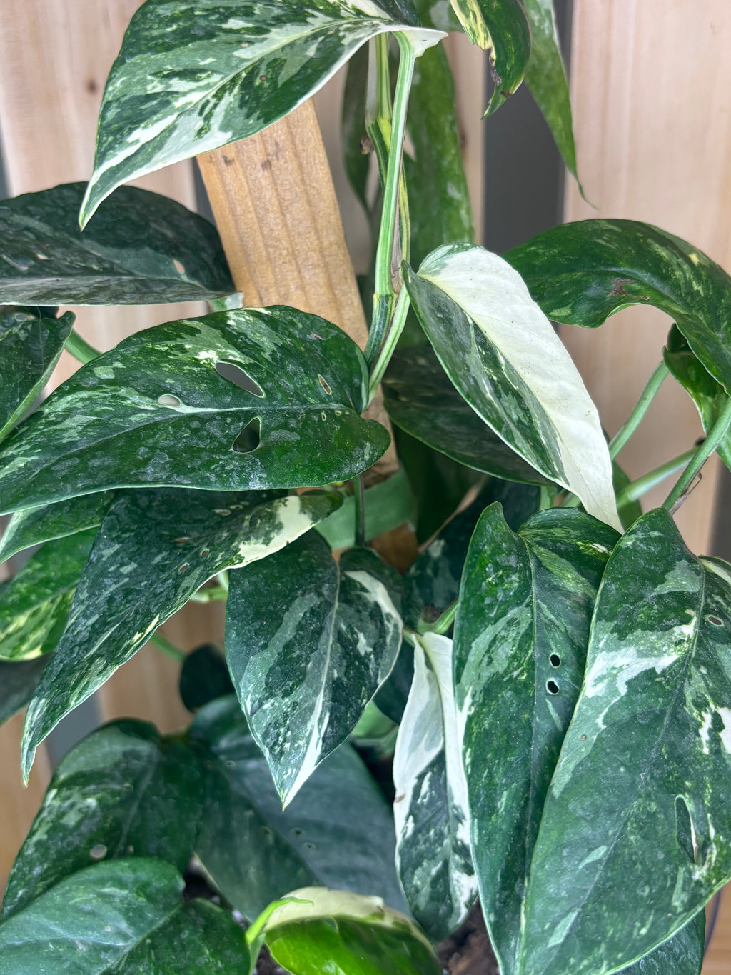 Epipremnum pinnatum ‘Albo-Variegata’