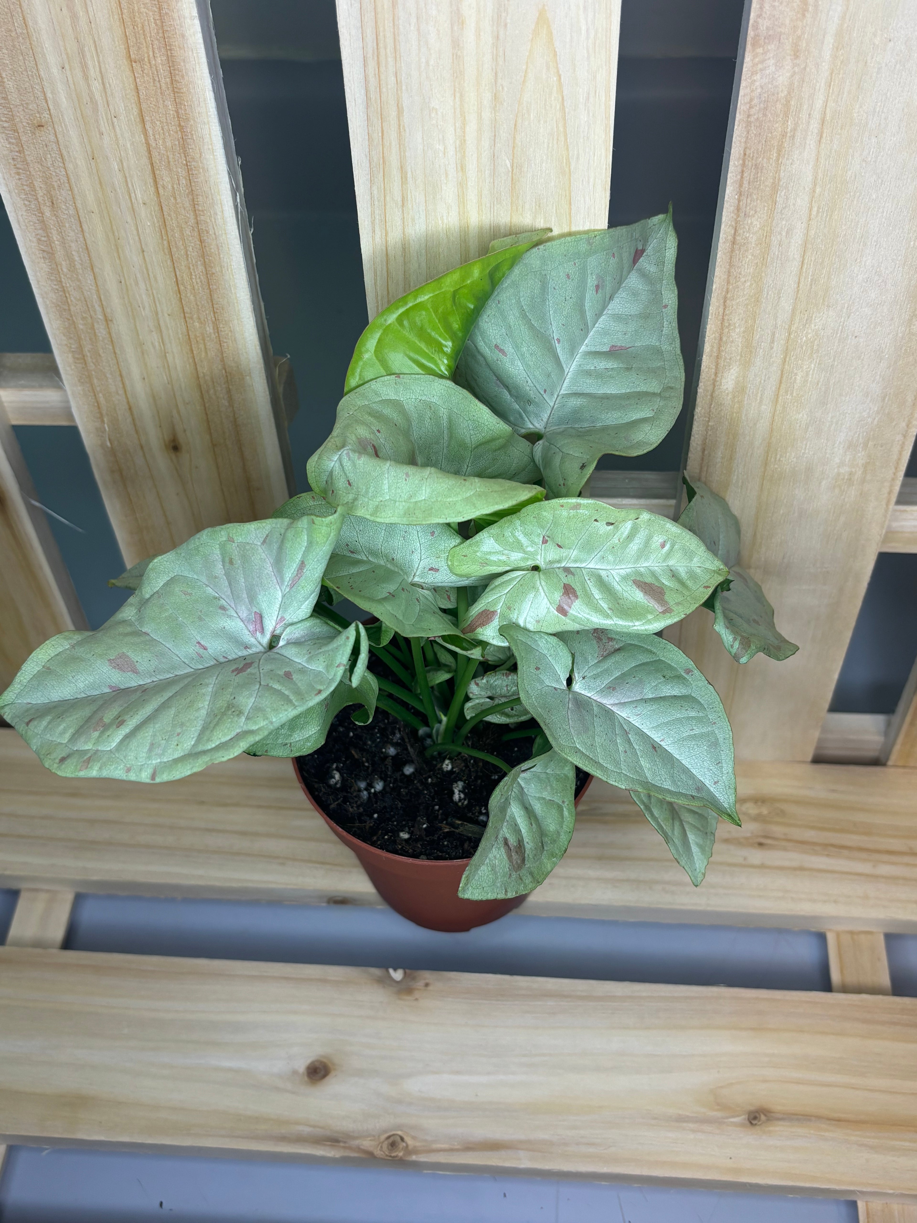 Syngonium ‘Milk Confetti’