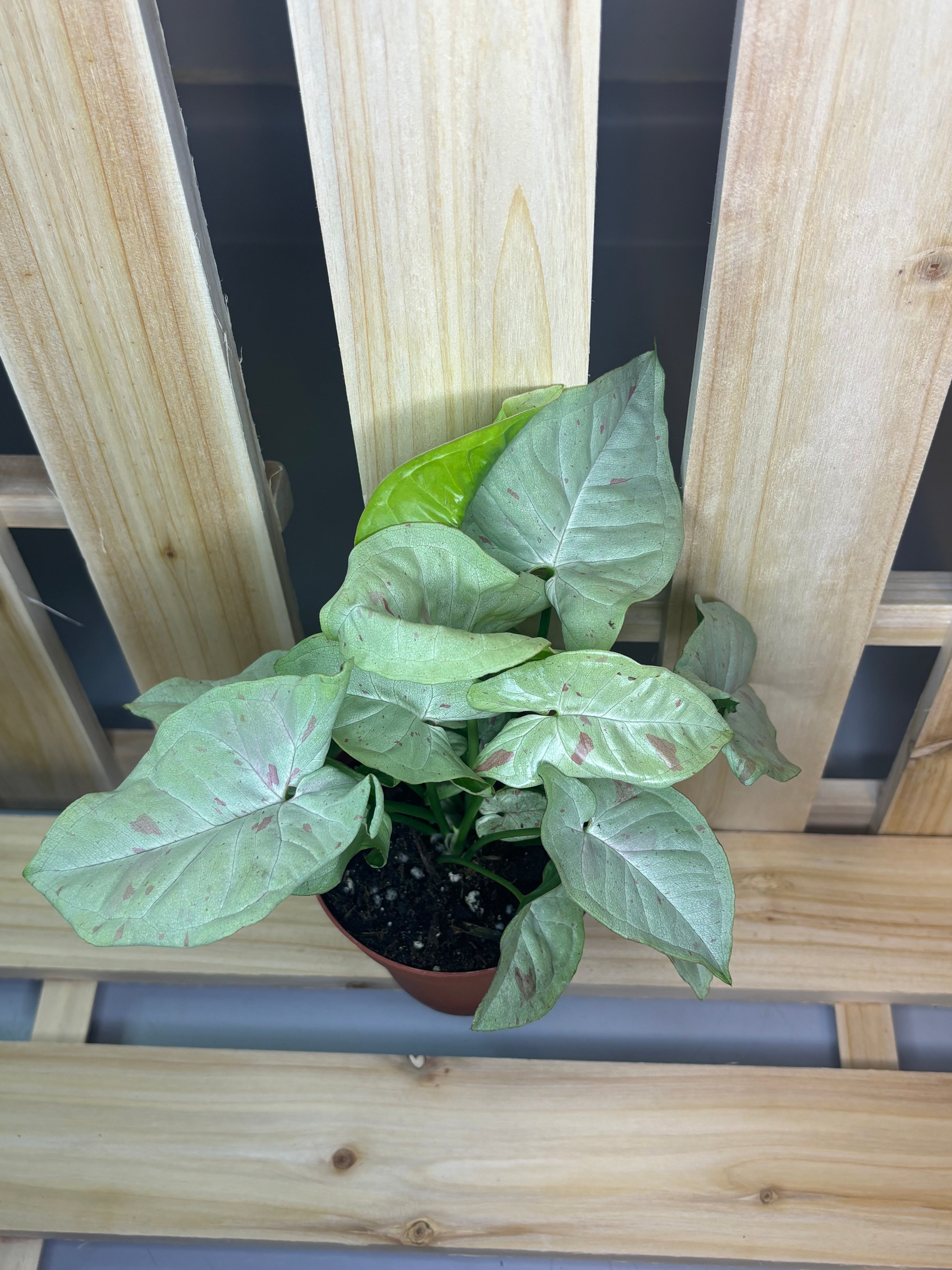 Syngonium ‘Milk Confetti’