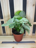 Syngonium ‘Milk Confetti’