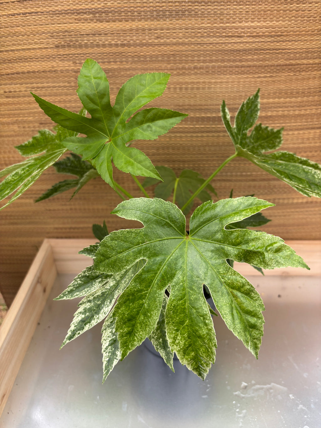 6" Fatsia Japonica Spiders Web