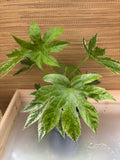 6" Fatsia Japonica Spiders Web