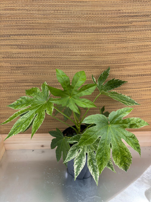 6" Fatsia Japonica Spiders Web