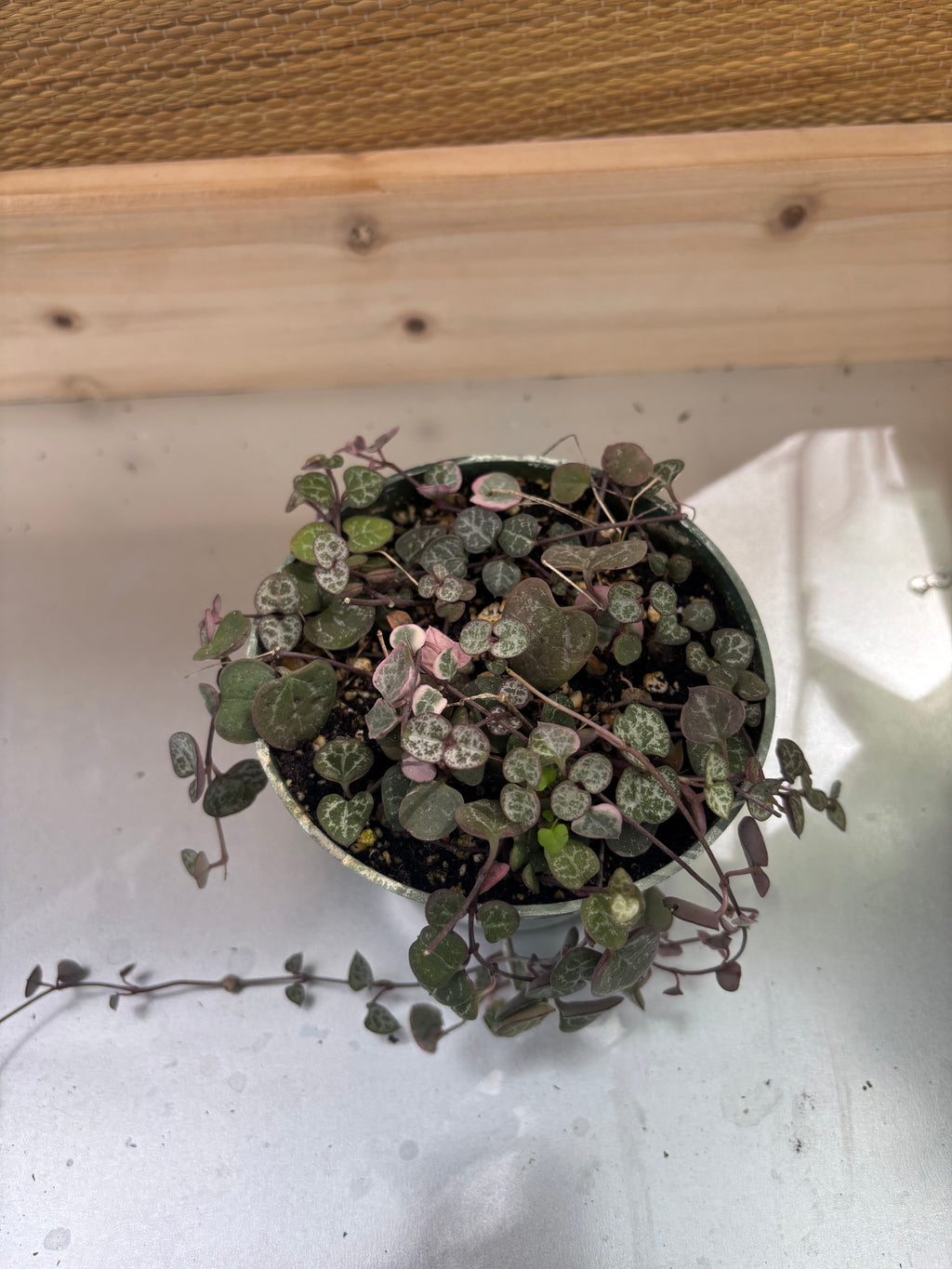 4" String Of Hearts