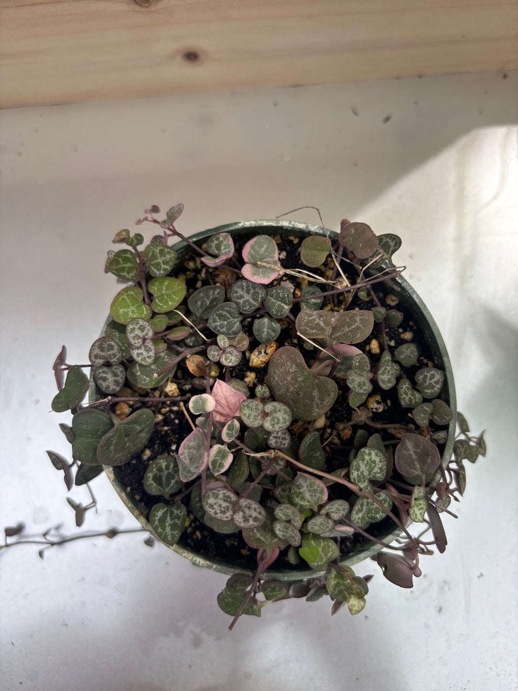 4" String Of Hearts