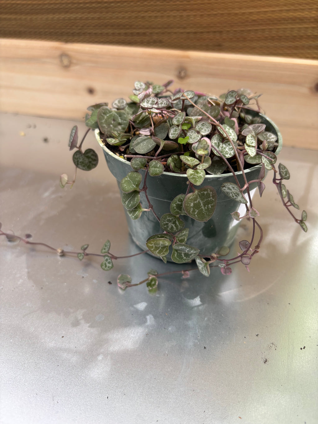 4" String Of Hearts