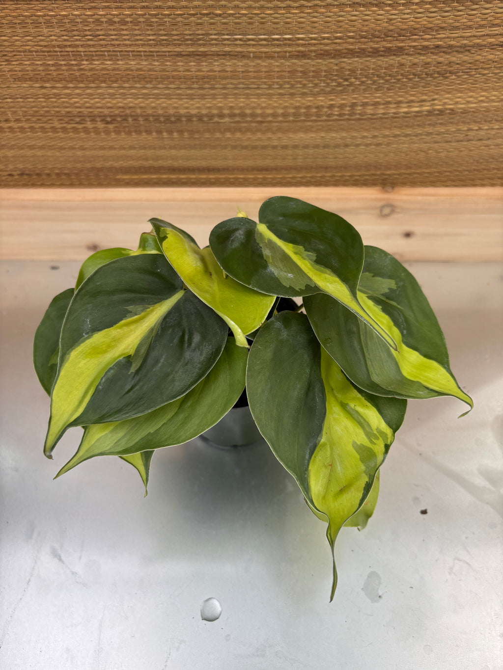 4" Philodendron Brasil