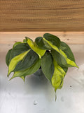 4" Philodendron Brasil