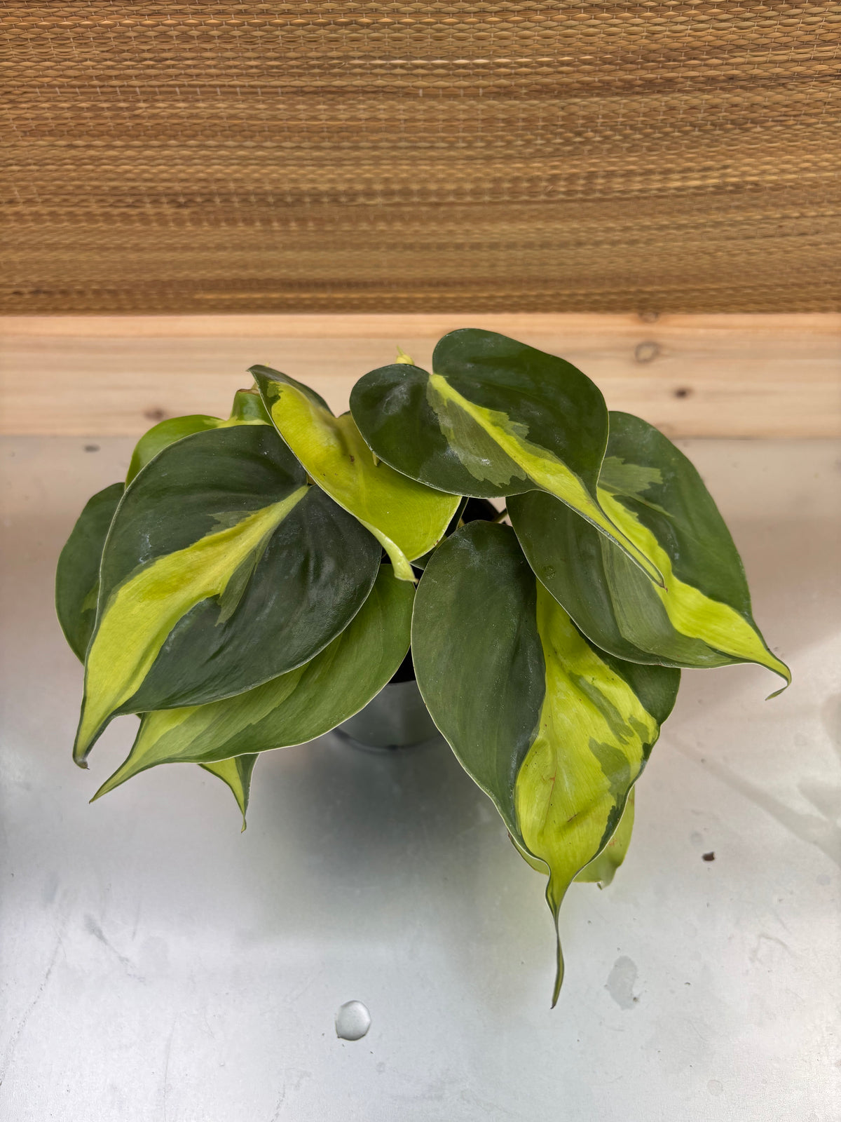 4 inch pot philodendron brasil 4