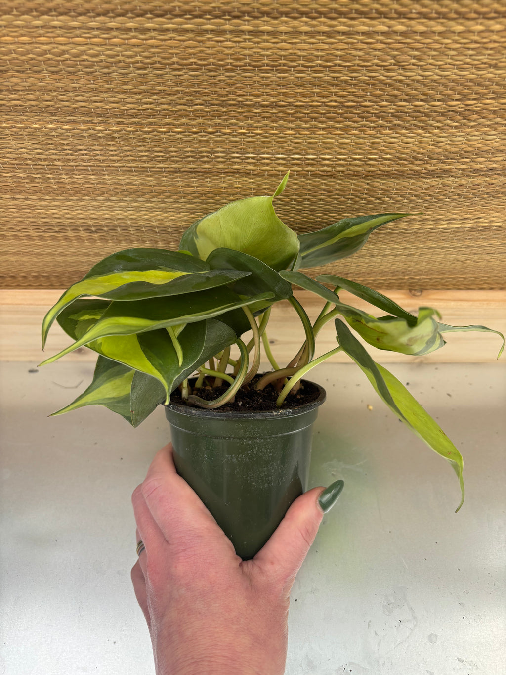 4" Philodendron Brasil