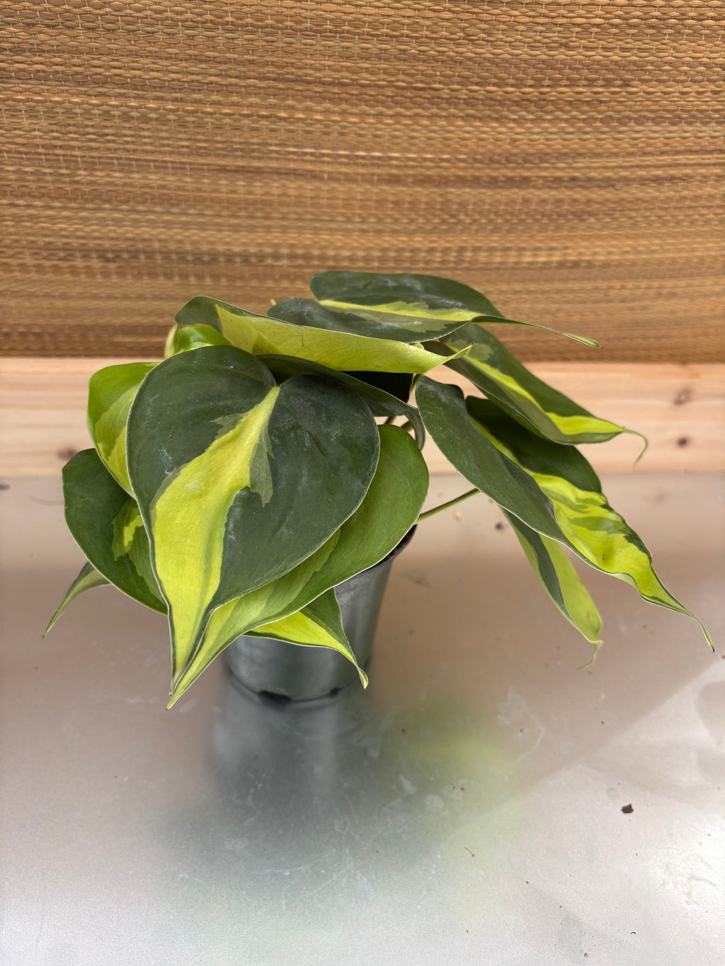 4" Philodendron Brasil