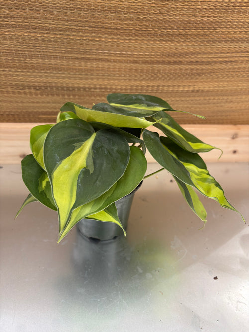 4" Philodendron Brasil