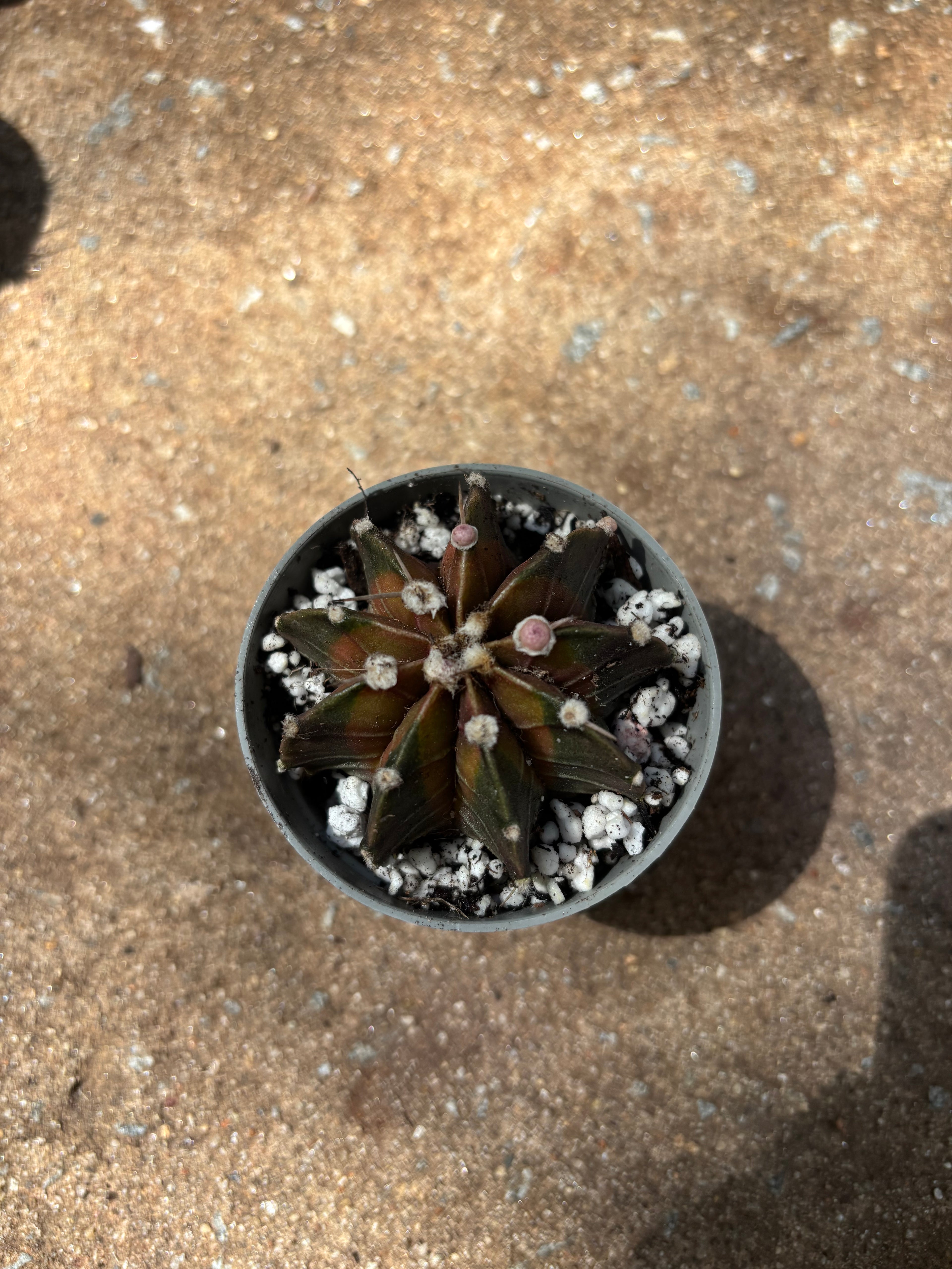 dark green/orange