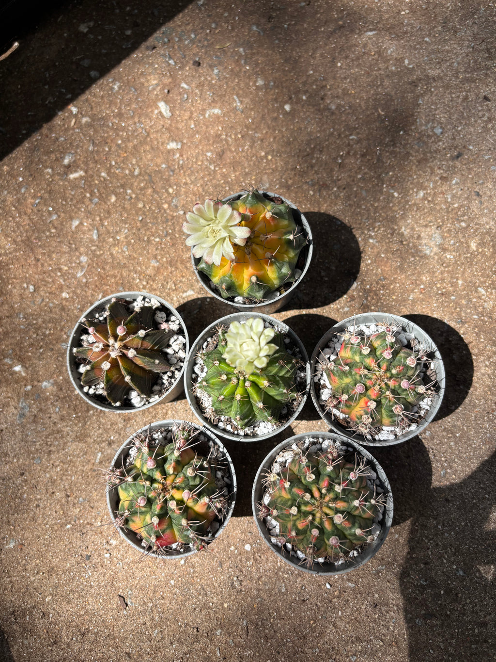 3" Variegated Moon Cactus