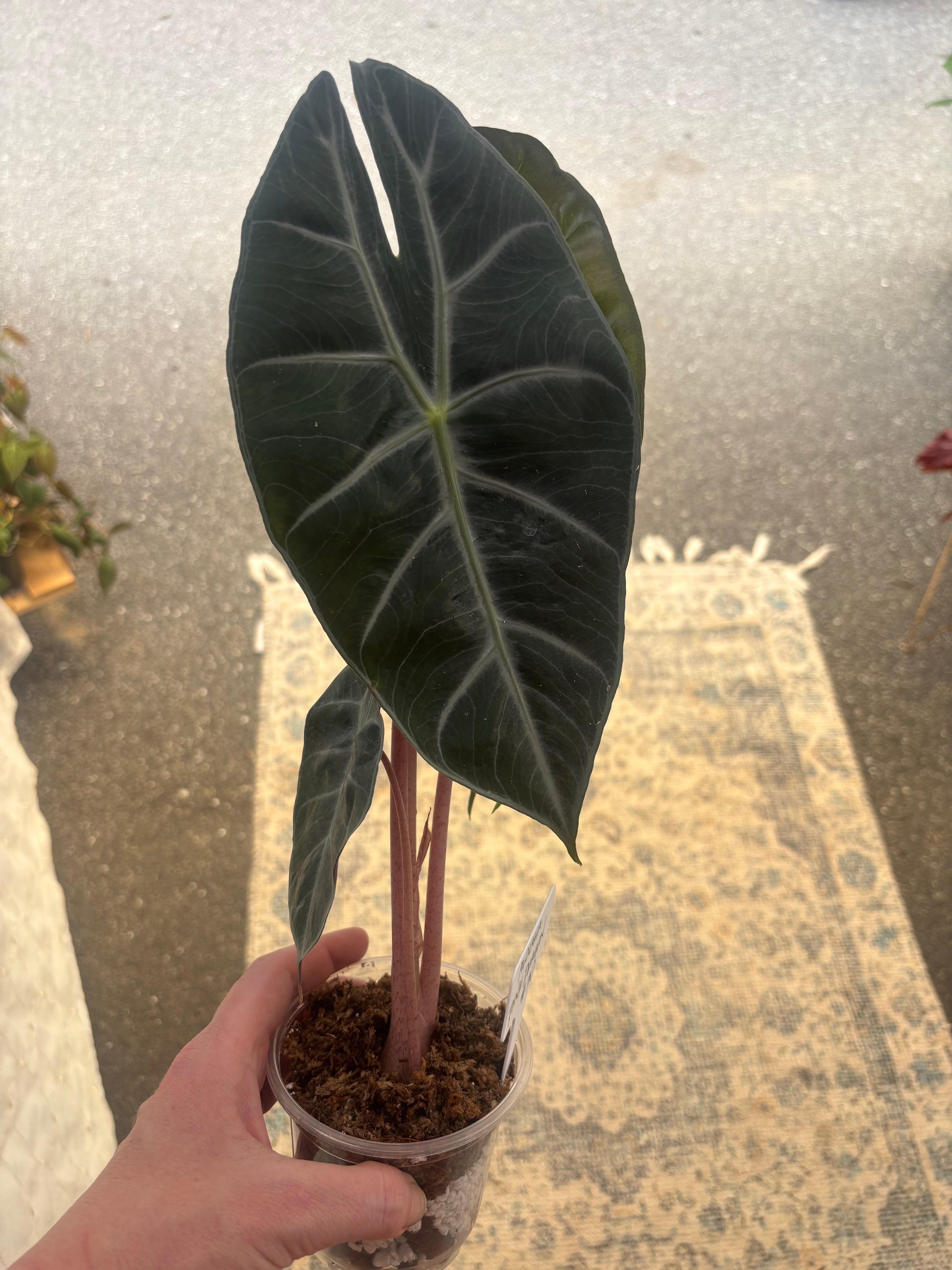4" Alocasia Pink Dragon-Air-Layered