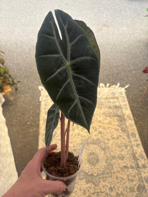 4" Alocasia Pink Dragon-Air-Layered