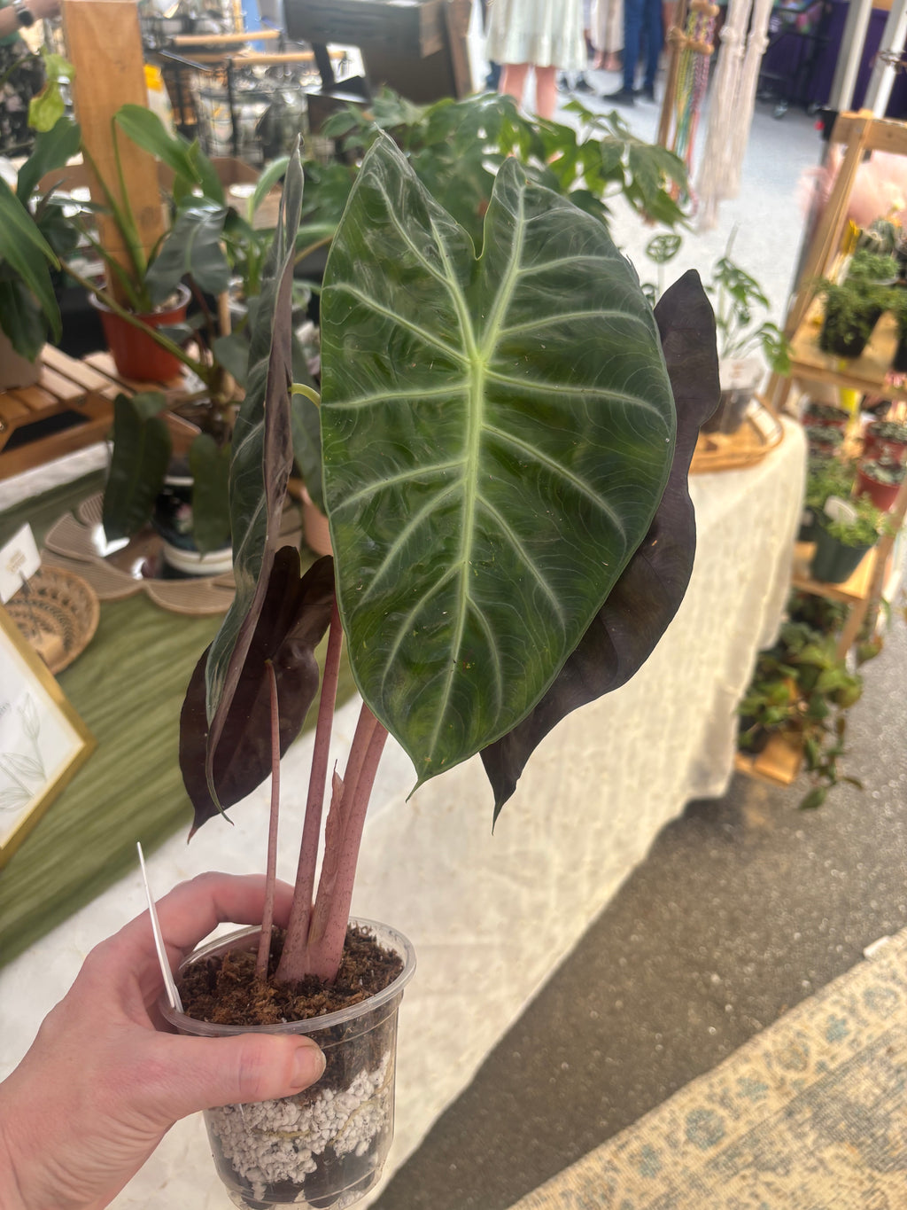 4" Alocasia Pink Dragon-Air-Layered