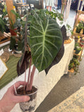 4" Alocasia Pink Dragon-Air-Layered