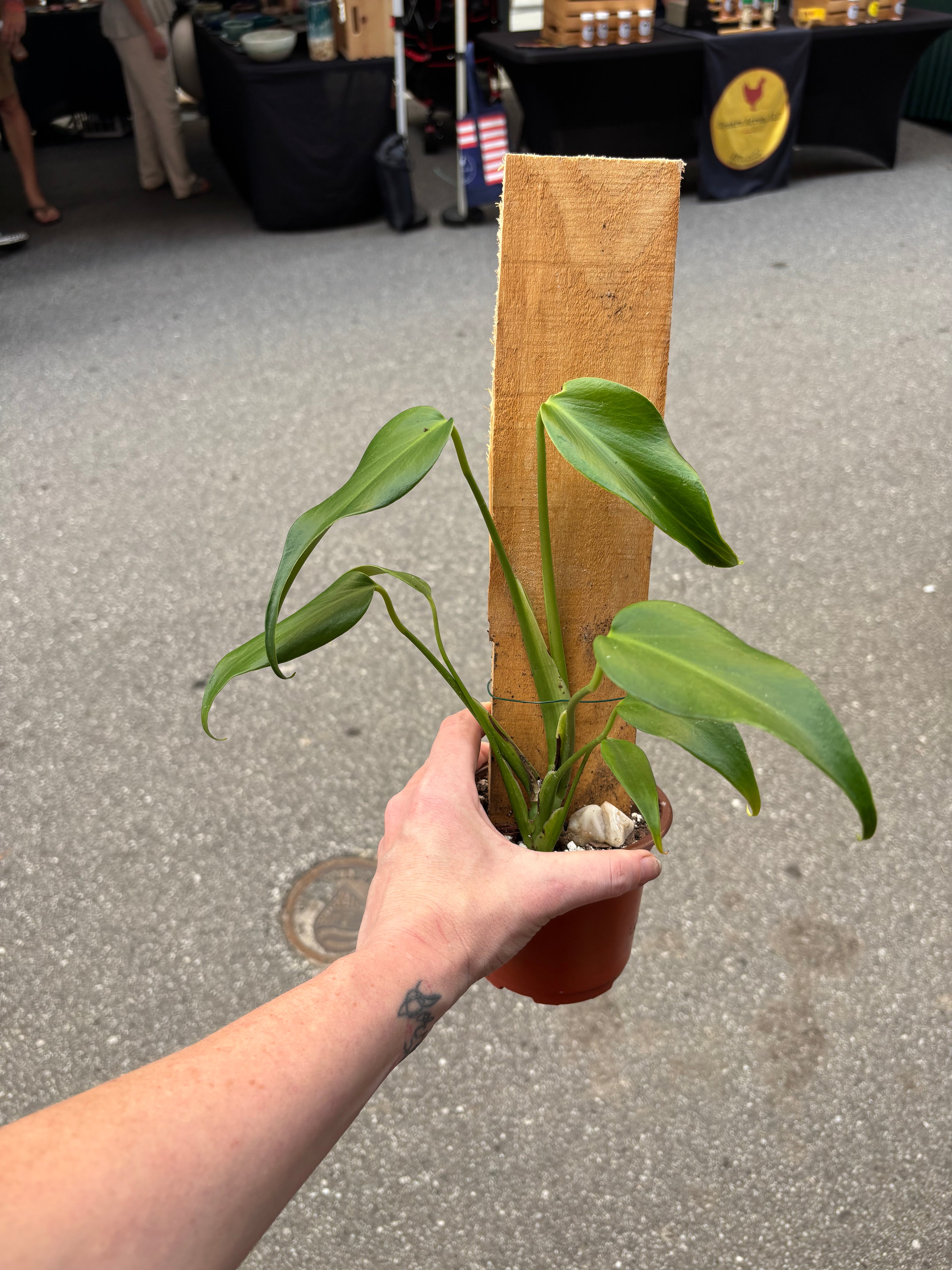 5" Philodendron Burle Marx Flame (BMF)