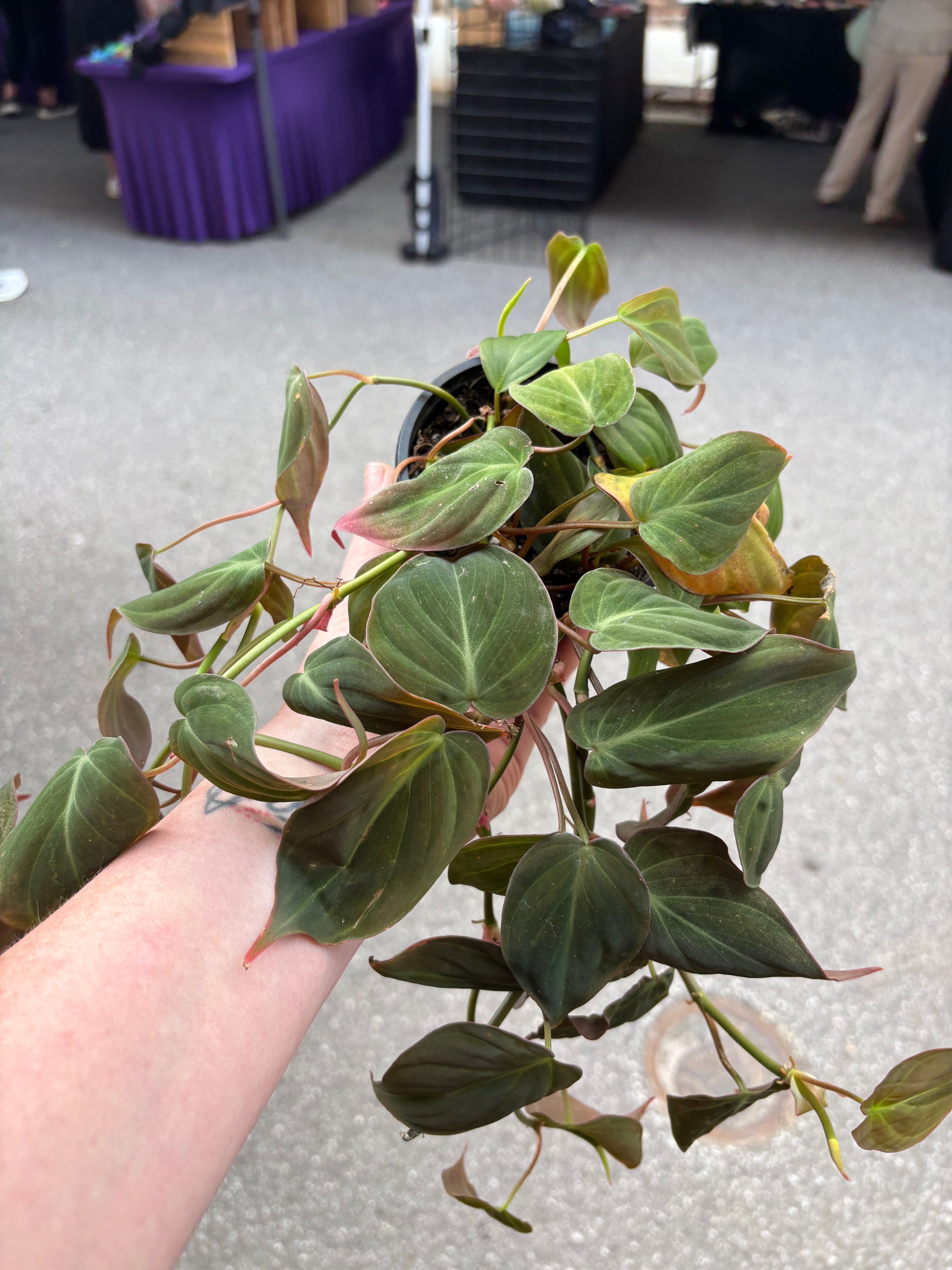 5" Philodendron Micans