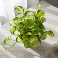 Manjula Pothos top view